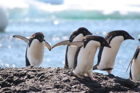 Adelie Penguins The Life Of Animals