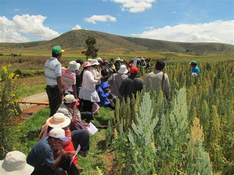 Agro JunÍn Agencia Agraria Concepción Capacita A Productores De Quinua