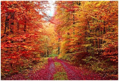 Magnificent Autumn Colors Forest In October Photo