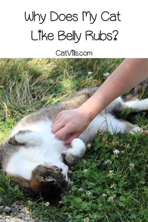 Why Do Cats Not Like Their Belly Rubbed