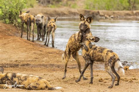 Are Hyenas And African Wild Dogs Related