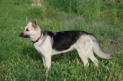Silver Mountain Shepherds Excellence In German Shepherd Puppies And Dogs