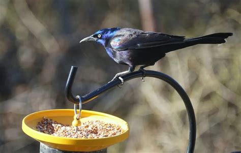 Top 32 Backyard Birds In Virginia Free Id Charts