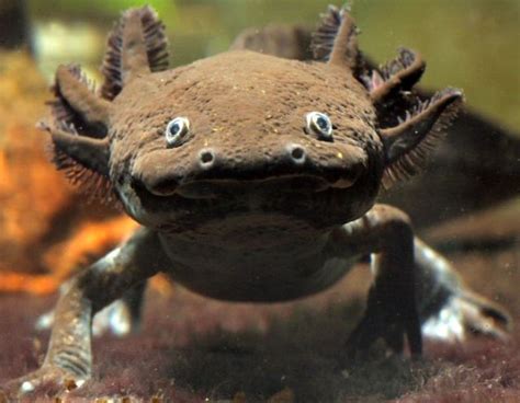 You'll learn 68 axolotl facts, including: White Wolf : Meet Axolotl (Ambystoma mexicanum) "the Happiest Animal in the World"