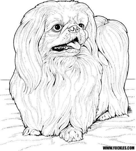 A shih tzu is considered pure black if it has no other coat color present, so no white tall tips or pews as an example. Shih Tzu Coloring Page at GetColorings.com | Free ...