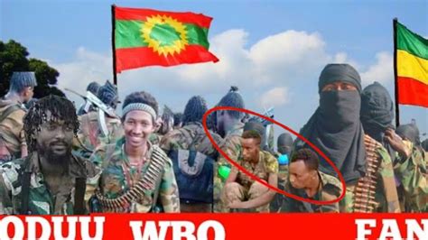 Oduu Wabo Fi Fano Oddeeffanno Oowwituu Warrana Bilisuma Oromo Haleela