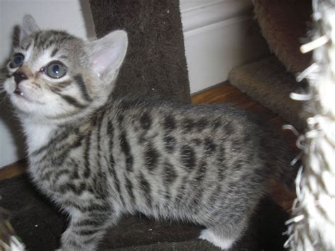 Sometimes the name pops to your mind and sometimes you need a little inspiration. Five Things You Should Do In Blue Bengal Kittens For Sale ...