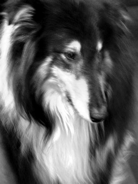 Melancholy Collie Black Lassie Photograph
