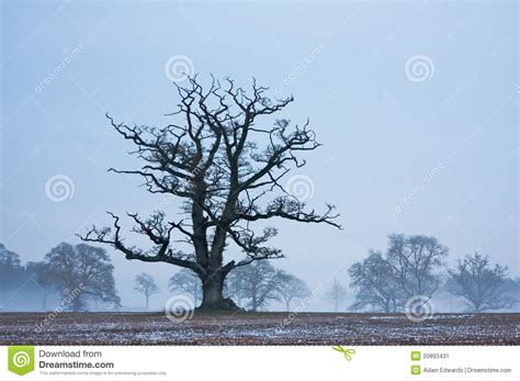 Lone Tree In A Frosty Field At Twilight Stock Image