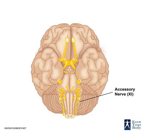 Accessory Nerve Location Origin Blood Supply Function And Faqs