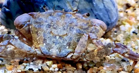 Aquarium Movies Japan archive 生きている魚図鑑 ヒライソガニ Hiraisogani Subtropical pebble crab Gaetice