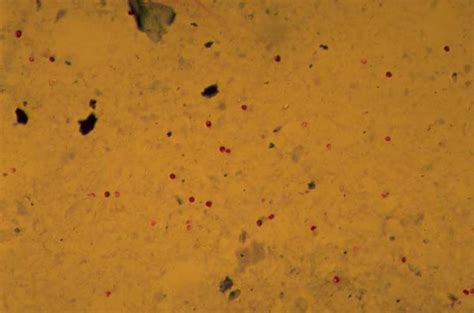 And the occurrence of intestinal parasites in fecal samples of naturally infected dogs and cats. Cryptosporidium spp in dogs | Vetlexicon Canis from ...