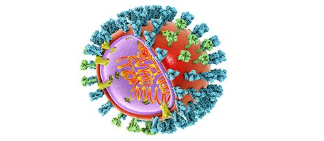 How Flu Virus Hacks Our Cells Mirage News