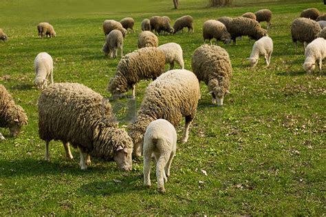 Flock Of Sheep Grazing By Angela Vectors And Illustrations Free Download