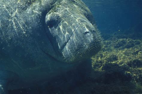 Banco De Imagens Mar Natureza Oceano Embaixo Da Agua Aquático Fauna Vida Animais