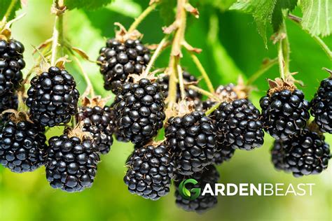 How To Grow Blackberries Tips For Planting And Growing Complete Guide