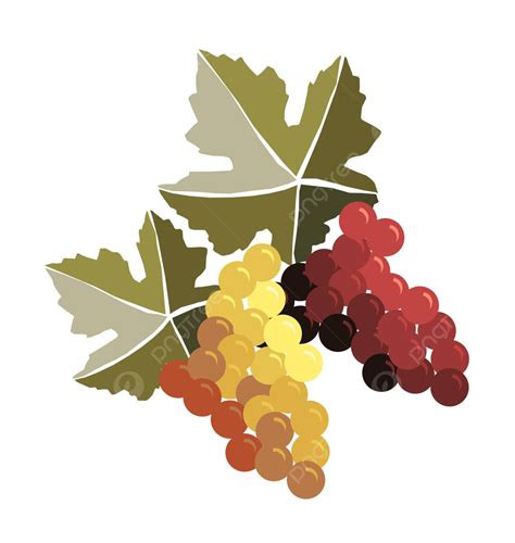 Bunches Of Grapes Bunch Plant Vineyard Vector Bunch Plant Vineyard