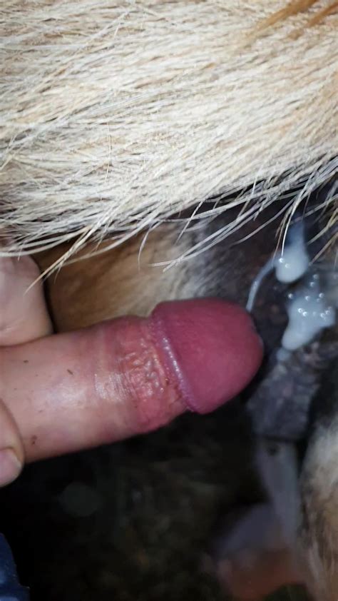 Hot Anal With My Mare Zoo Tube 1