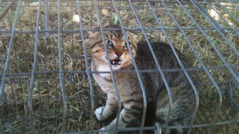 War On Feral Cats Australia Aims To Cull 2 Million The Wimmera Mail