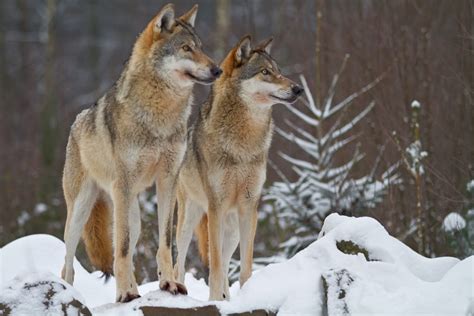 Wolves don't terrorize towns, or kidnap innocents, or brutalize women! The Economic Benefits and Struggles of Wolves in Yellowstone