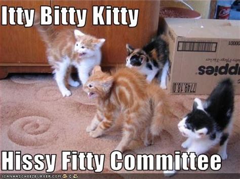 Itty Bitty Kitty Hissy Fitty Committee Funny Cat Pictures Funny