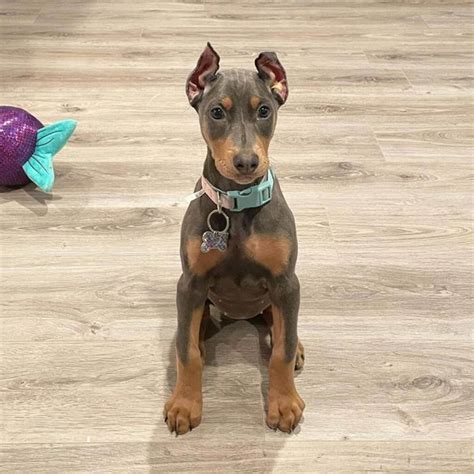 Why Are Dobermans Ears Cropped