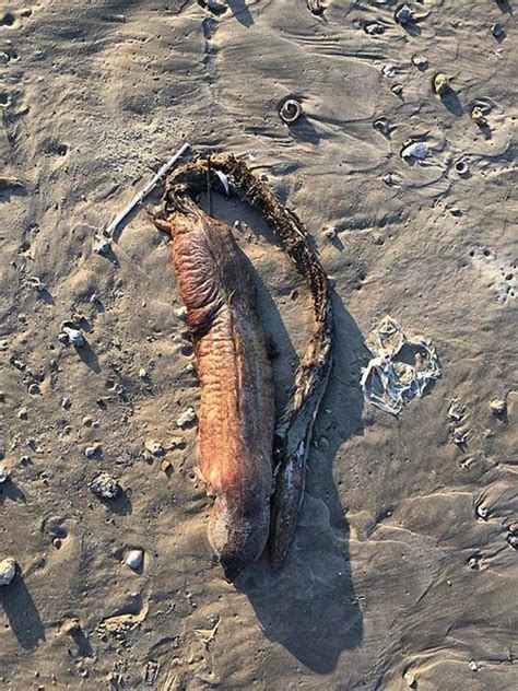 Uma Criatura Misteriosa E Horripilante Apareceu Numa Praia Após O Furacão Harvey