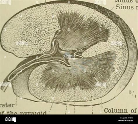 Renal Pyramid Hi Res Stock Photography And Images Alamy