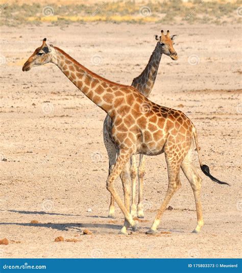 The Giraffe Giraffa Camelopardalis Is An African Even Toed Ungulate