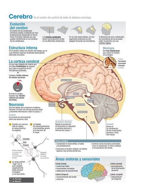 Cerebro Humano Medicine Studies Human Anatomy And Physiology