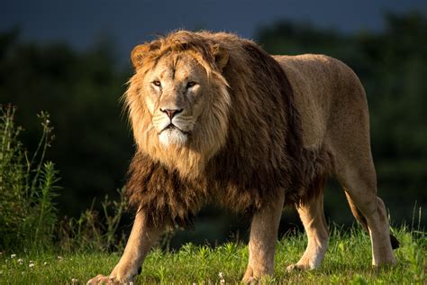 Fondos De Pantalla León Fauna Silvestre Gatos Grandes Zoo Pradera