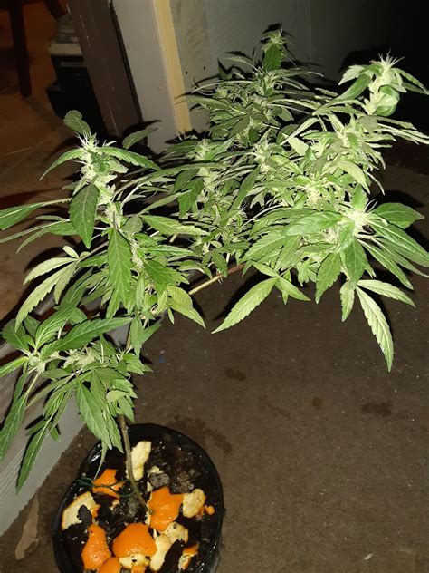 What Yall Think About This Girl First Time Grow R Cannabiscultivation