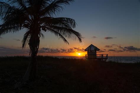 Palm Tree On Atlantic Ocean Beach At Sunrise Stock Image Image Of