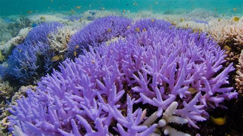 When Corals Colorful Show Is A Sign That Its Sick The New York Times