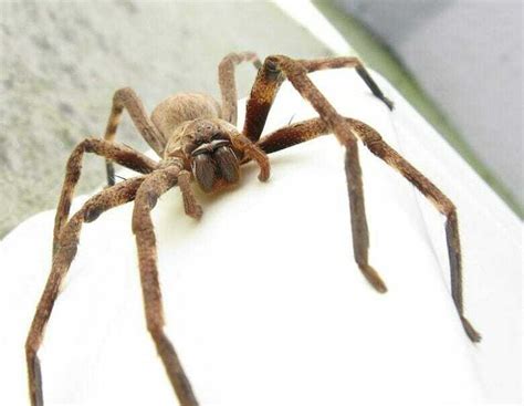 Massive Hunter Spider Worlds Largest Arachnid With 12 Inch Leg Span