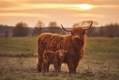 Highland Cattle Wallpapers Wallpaper Cave