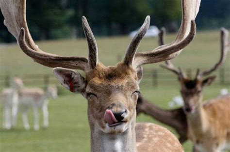Pin By Lingli Li On Animals Funny Deer Pictures Funny Deer Animals