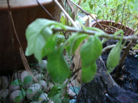 Kencing manis ini terdiri atas 2 tipe yaitu tipe 1 dan tipe 2. Ubat Natural Diabetes