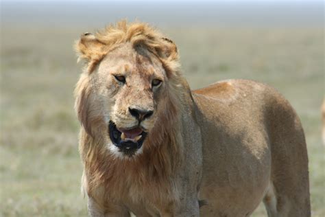 Fileyoung Male Lion In The Serengeti Wikimedia Commons