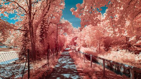 3840x2160px 4k Free Download Path Between Light Orange Autumn Trees