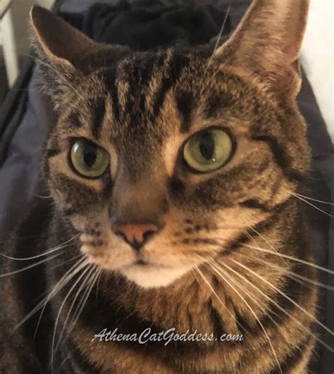 Athena Cat Goddess Wise Kitty My Large Whiskers And Enormous Eyes For Whiskerswednesday In