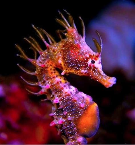Seahorse Colorful Seahorse Beautiful Sea Creatures Seahorse