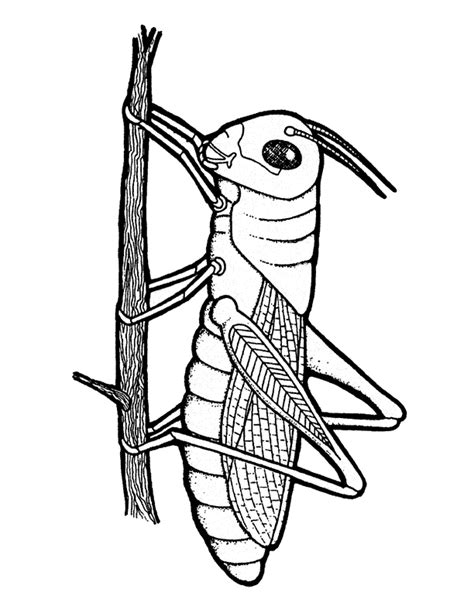 Grasshoppers Clip Art Library