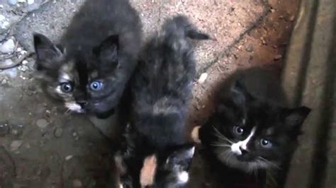 Cat Rescue Four Stray Feral Kittens And Their Mother
