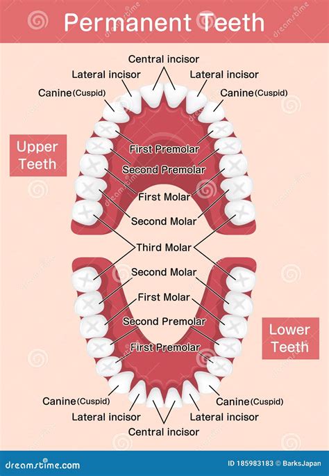 Dental Anatomy Of Molars