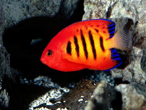 Best Wallpapers Colorful Fish Wallpapers