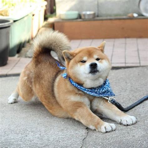 Ryuji Is The Most Adorable Shiba From Japan Animals