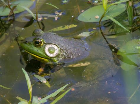 Maryland Biodiversity Project American Bullfrog Lithobates Catesbeianus