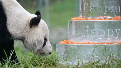 Muere Pan Pan El Oso Panda Más Viejo Del Mundo A Una Edad Equivalente