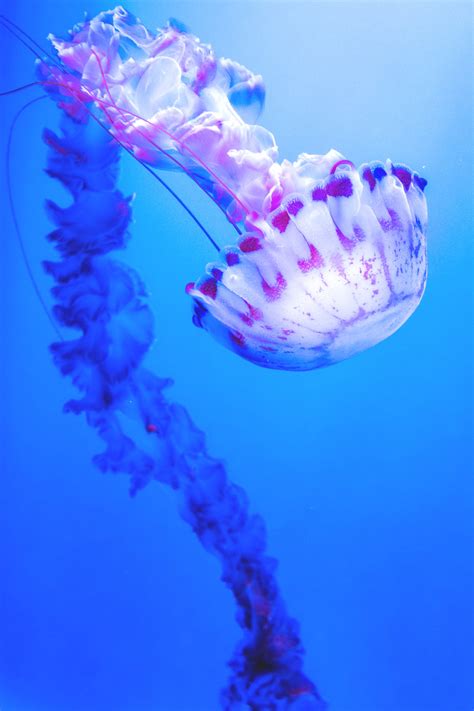 Jellyfish Wallpapers 69 Images